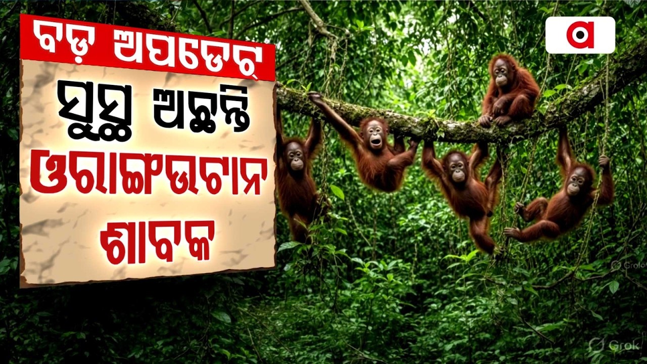 Health Checkup Of 5 Rescued Orangutans At Nandankanan Zoo | Orangutan Update News | Argus News