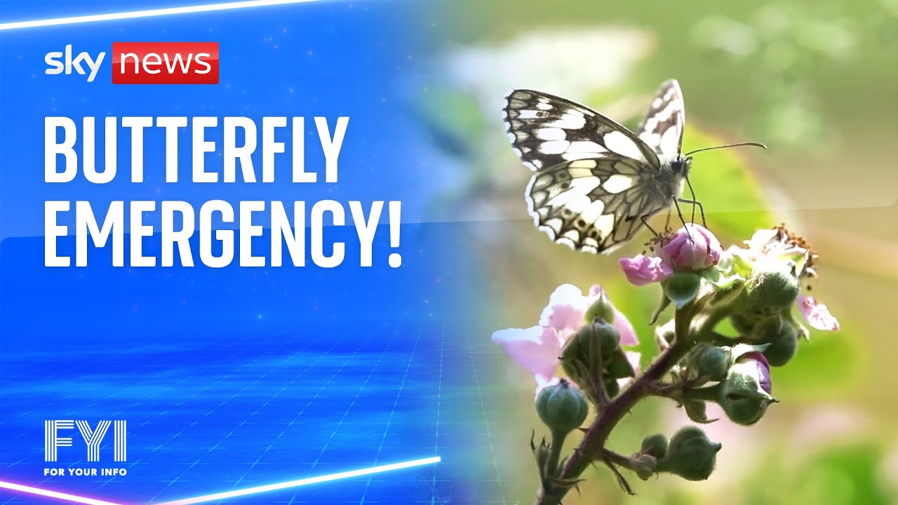 FYI: Butterfly emergency!