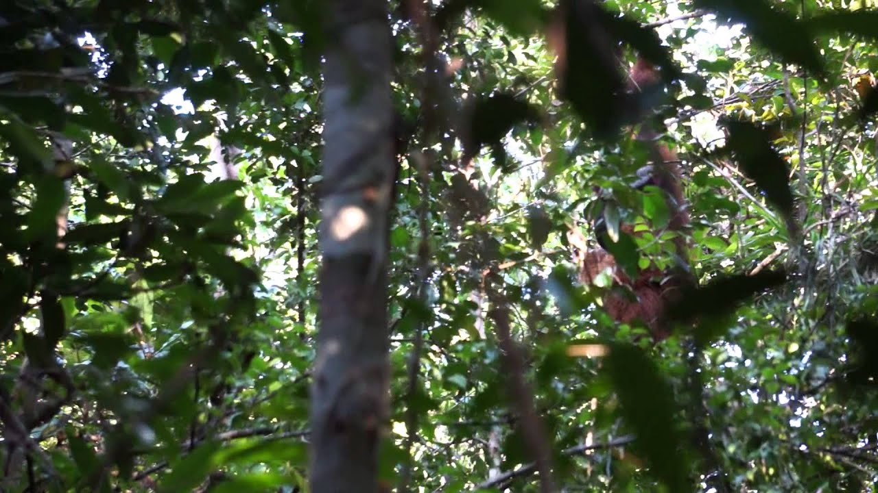 Adult male Bornean orangutan long call - YouTube