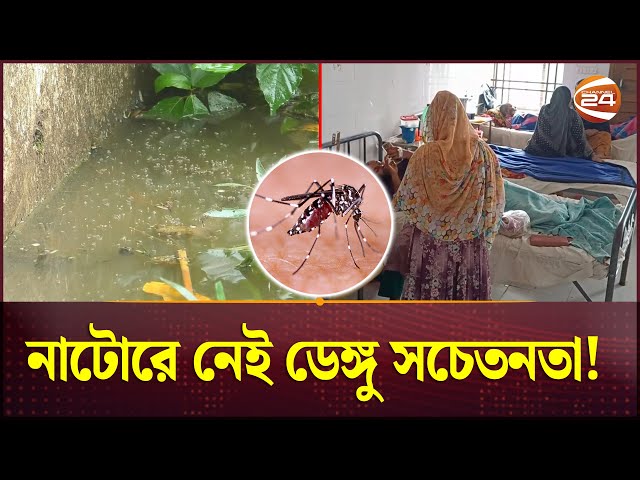 নাটোরে বাড়ছে ডেঙ্গু আক্রান্তের হার; তবুও নেই সচেতনতা! | Natore | Dengue | Channel 24