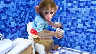 Monyet Bon Bon Imut memanen telur di peternakan dan bermain petak umpet bersama adiknya