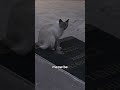 These cats just made hiss-story in Mexico  - 01:00 min - News - Video