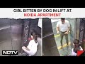 Dog Attack Noida | Girl Bitten By Dog In Lift At Noida Apartment
