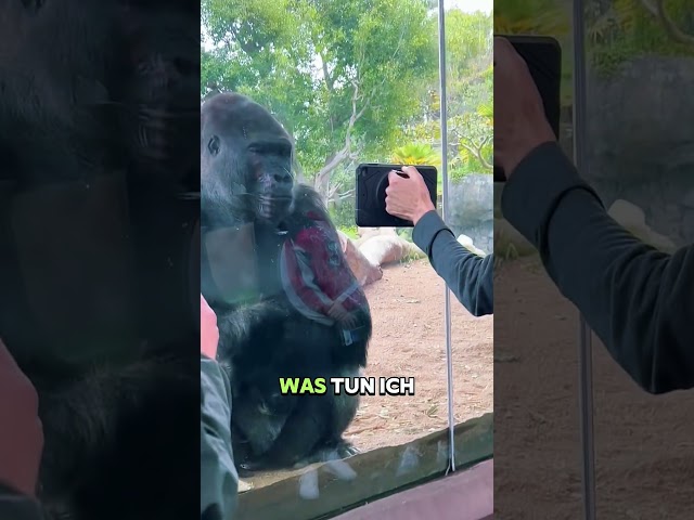 Was du tun musst, wenn du in ein Gorilla-Gehege fällst 🦍