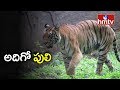 Three tigers create panic in Andhra Pradesh village