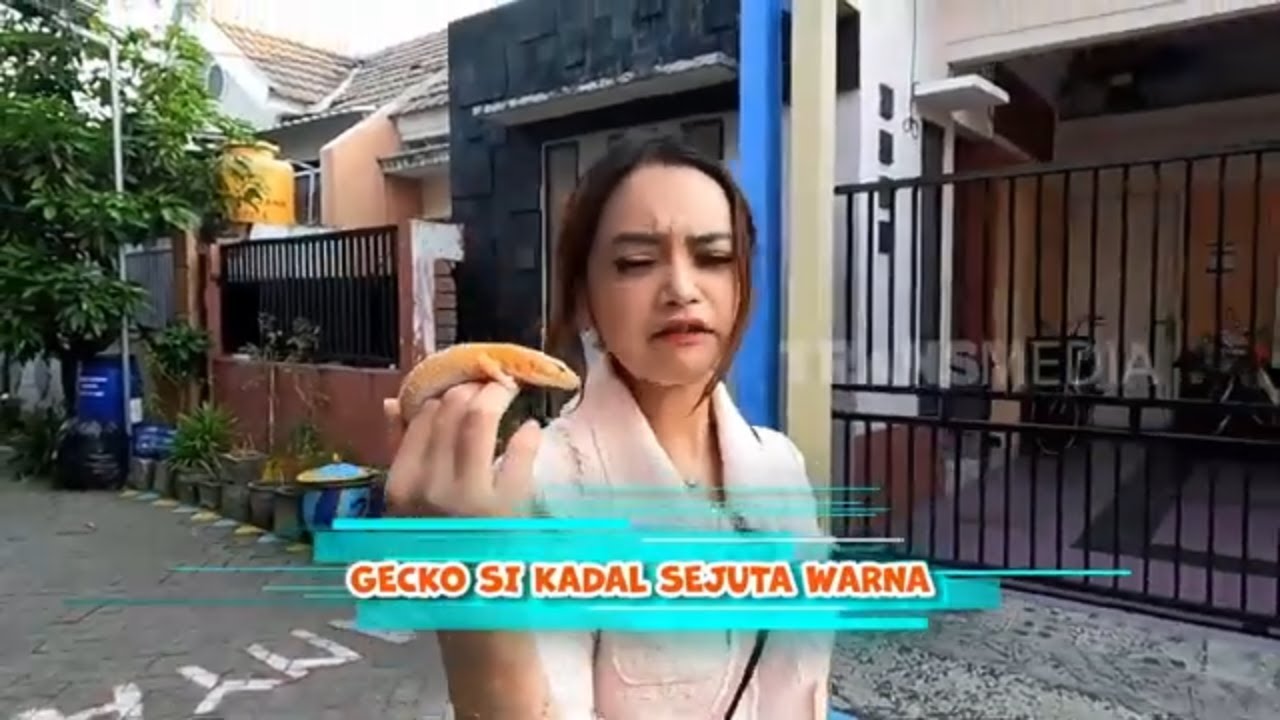 Ceko Si kadal Sejuta Warna | SI OTAN (20/05/24)