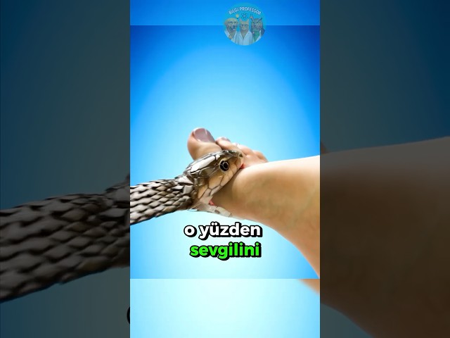 Yılan Sevgilini Isırırsa Ne Yapmalısın? 😅🐍🚑