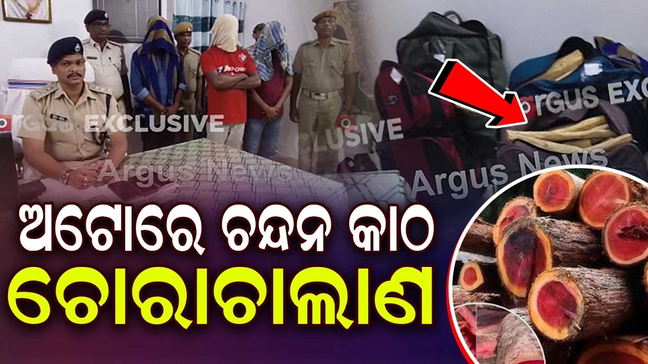 Sandalwood Smuggling Busted In Gajapati: 105 Kg Wood Worth 10 Lakhs Seized From Auto | Argus News