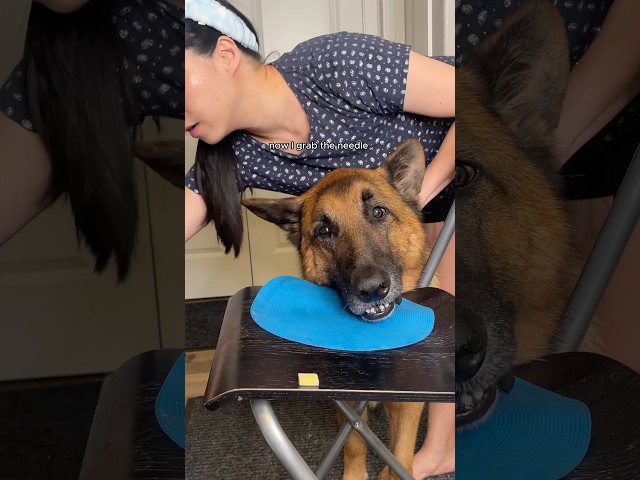 How I give my dog injection without restraint #dog #shorts