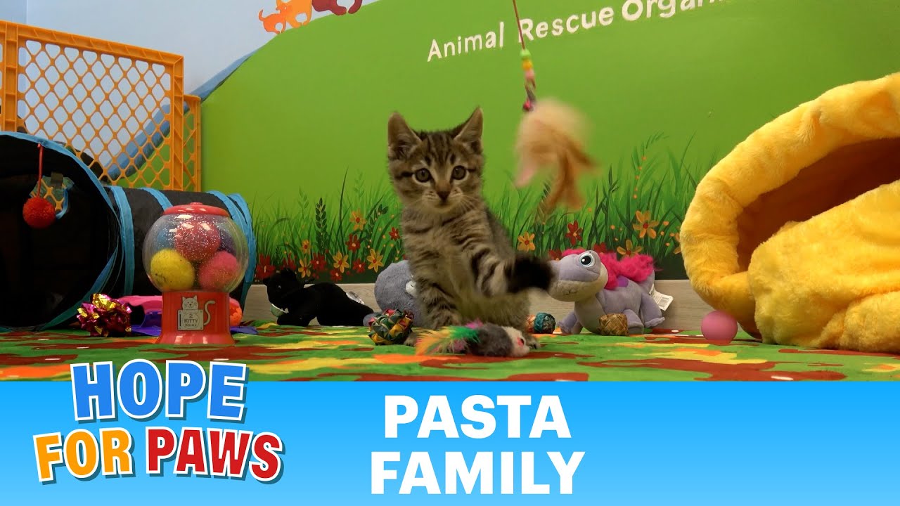 We will never know what happened to his siblings... 😿