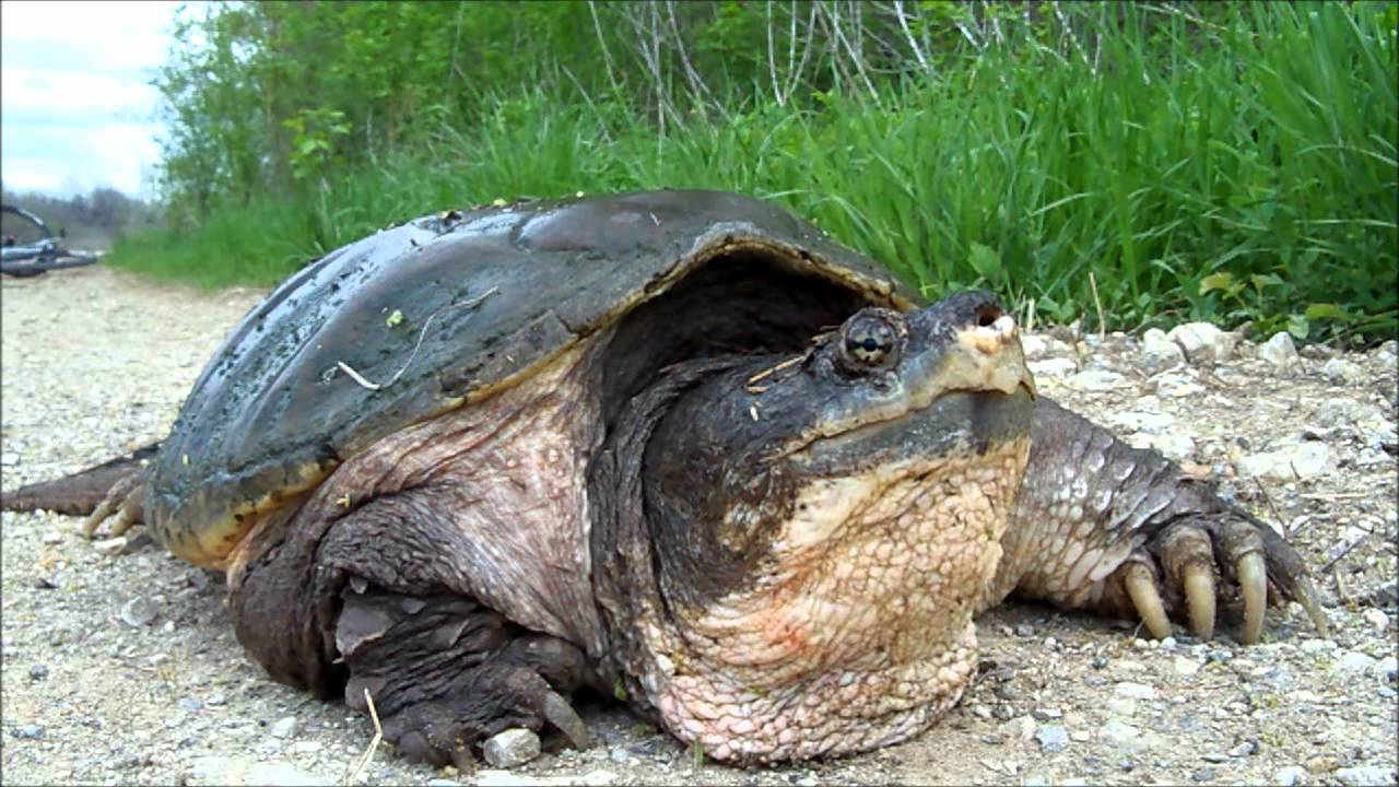 Huge Texas Snapping Turtle - YouTube