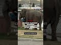 Circus elephant wanders Montana streets after breaking free(CNN) - 00:16 min - News - Video