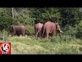 Elephants scare devotees at Srivari Padalu, in Tirumala