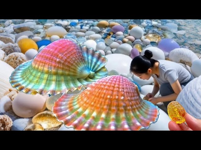 Deep within the crystal pebbles lies a multitude of pearl scallops