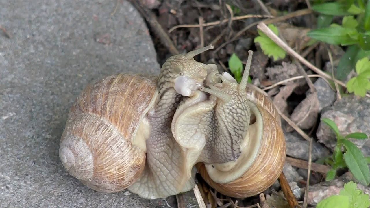 Snail Sex Coitus Interruptus Youtube