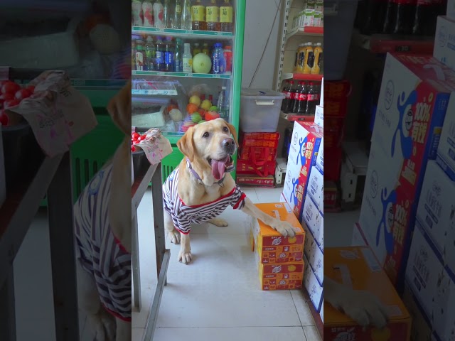 狗狗拿頭盔換牛奶，讓家裡營養要跟上Xiaodan, milk is good, but a new safety helmet is not cheap.
