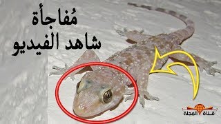 طرد الوزغ - أبو بريص من البيت دون لمسه - ولماذا أمر النبي بقتله وعظم أجره