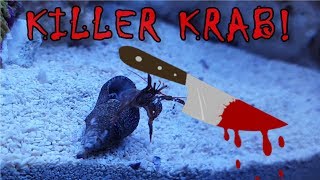 KILLER KRAB: Mack The Knife | BLUE DAMSEL
