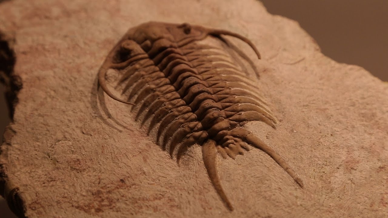 Rare Fossils Of Ancient Trilobites Youtube 