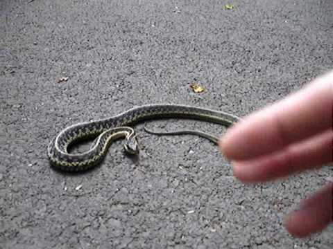 Angry Snake - YouTube