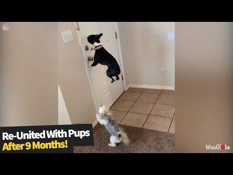Позитива на денот: Кученца буквално скокаат од радост кога го здогледуваат сопственикот после 9 месеци