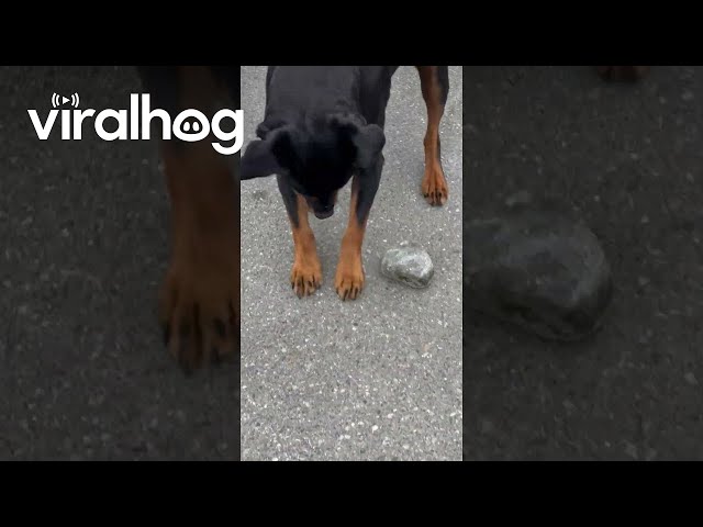 Rottweiler Skateboards on Rock || ViralHog
