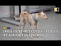 Finland’s coronavirus-sniffing dogs find Covid-19 carriers at airport