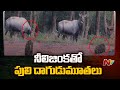 Tiger plays hide and see to attack Nilgai, see how it ends