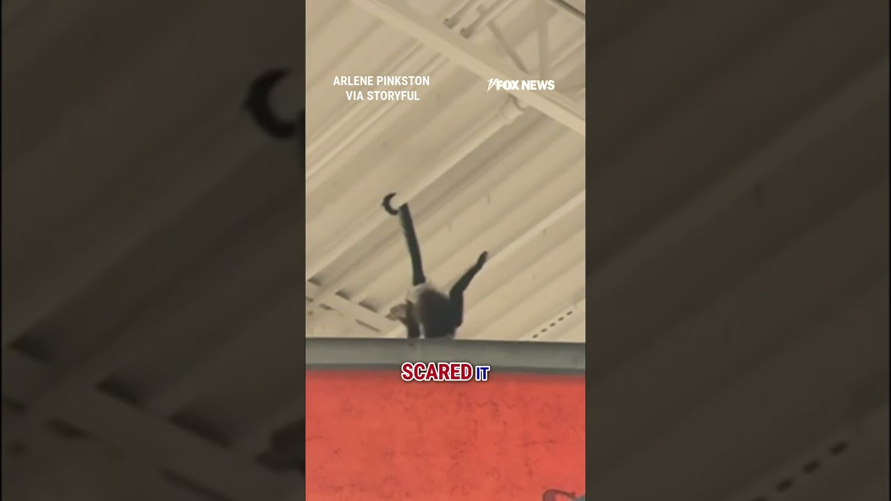 TRICK OR CHIMP: Monkey gets loose inside Spirit Halloween #shorts