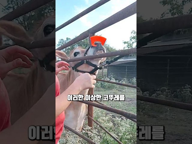 소의 코를 관통시키는 끼우는 이유