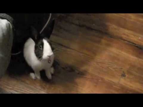 Rabbit Performing Mating Dance to My Feet/Arms - YouTube