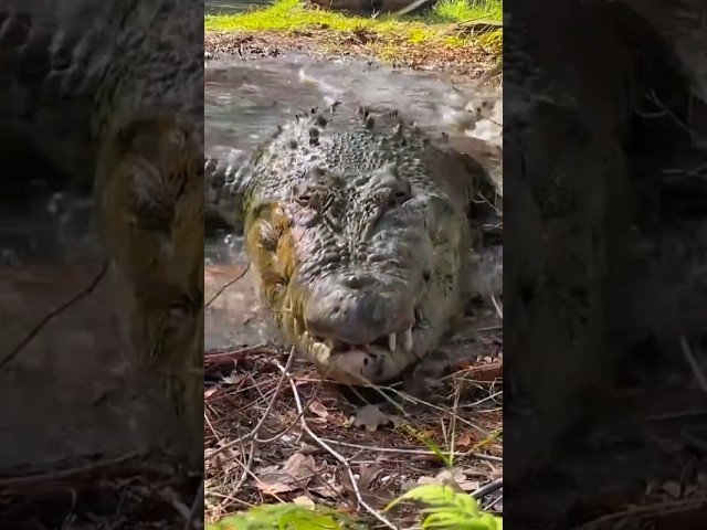 buaya sungai tertangkap namun tidak ada yang berani mendekat #buayasungai #buaya #shortsvideo