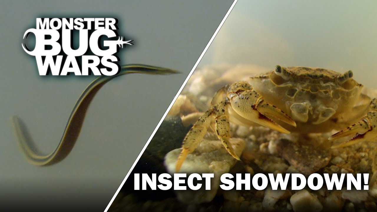 Freshwater Crab VS Tiger Leech | Monster Bug Wars - Official Channel