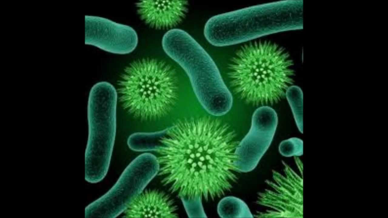 beneficial-and-harmful-effects-of-microorganisms-youtube