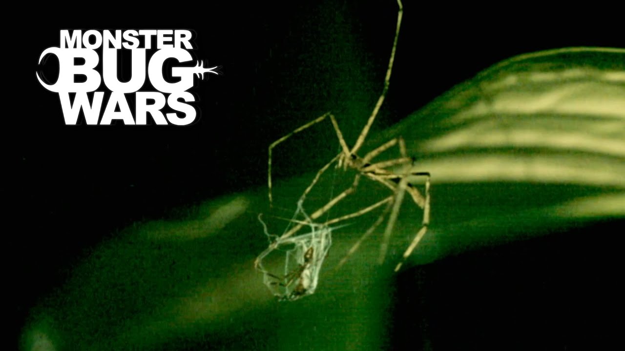 When Ants Turn a Spider’s Web into a War Zone | Monster Bug Wars