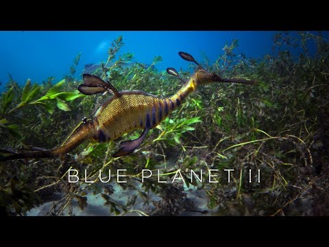Blue Planet II'