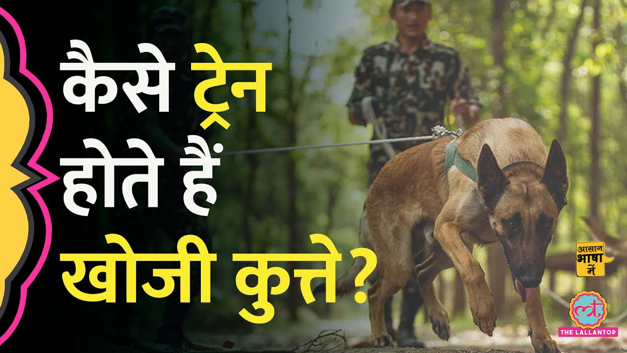 German Shepherd, Labrador और Belgian Malinois ही क्यों होते हैं खोजी कुत्ते?| Aasan Bhasha Mein