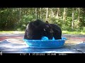 Viral Video: पानी से भरे Tub में नहाने के लिए भिड़ गए दो भालू, खूब हुई Fight और फिर...  - 00:26 min - News - Video