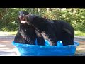 Viral Video: पानी से भरे Tub में नहाने के लिए भिड़ गए दो भालू, खूब हुई Fight और फिर...