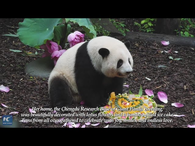 Fans gather for "coming-of-age" party of panda star Hua Hua in Chengdu