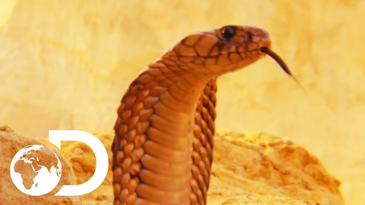 The Most Deadly Snake Of The Egyptian Desert | Wildest Middle East