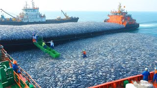 Giant tuna fishing in Alaska - Behind the scenes of the hard work of American fishermen