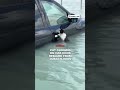 Cat clinching on car door rescued from Dubai floods  - 00:24 min - News - Video