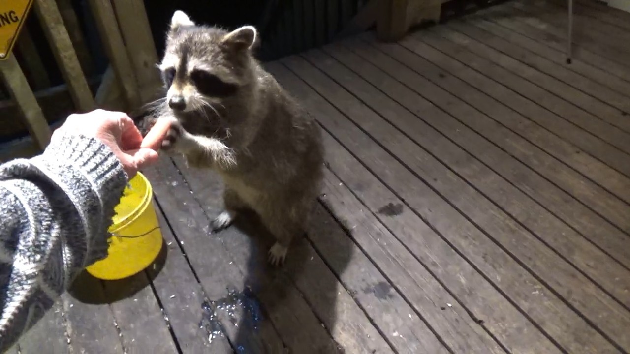 ONLY TWO RACCOONS ON MONDAY RACCOONS