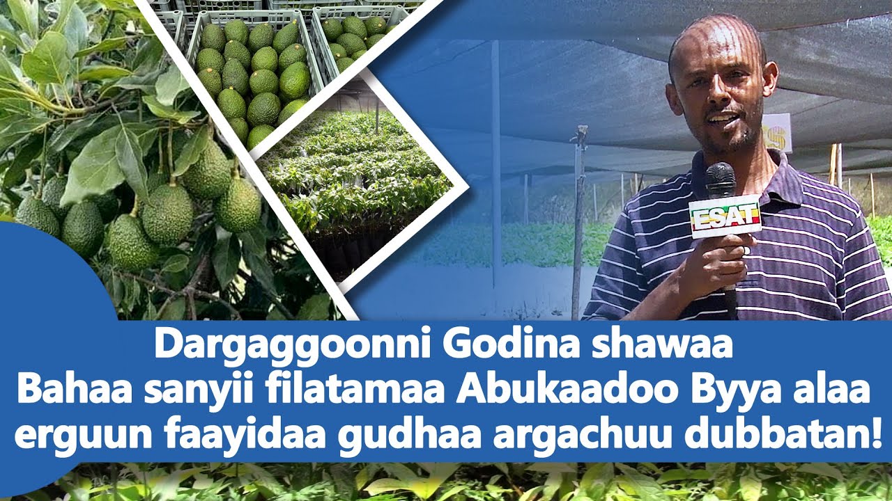 Ethiopia -Iccitii Milkaa'in Dargaggoota Godina Shawaa Bahaa