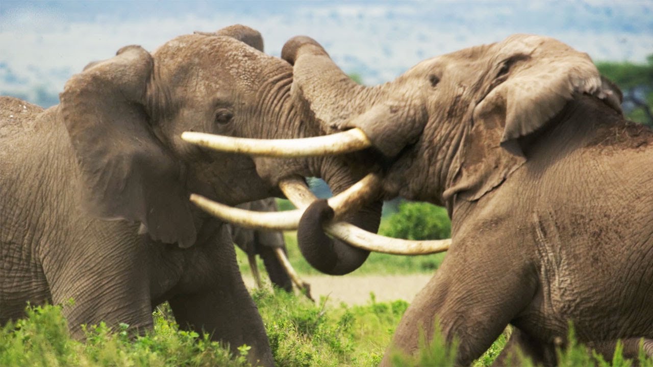 Elephant Twins Escape Battling Bulls | Dynasties II | BBC Earth