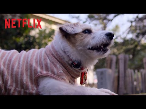 Dogs'
