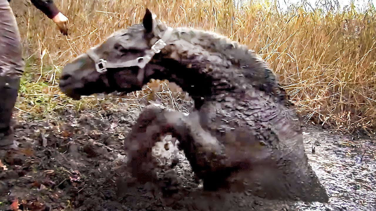 The Heartbreaking Rescue of Wild Horses from the Muddy Pit