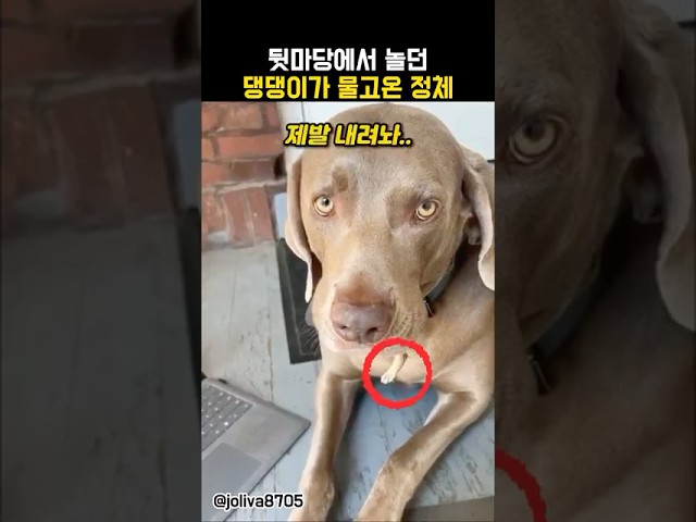 뒷마당에서 놀던 댕댕이가 입에 물고온 정체😱 #동물 #강아지