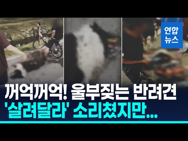 男騎車遛狗害邊牧傷重「活活累死」 涉嫌虐狗飼主辯：牠太胖要運動